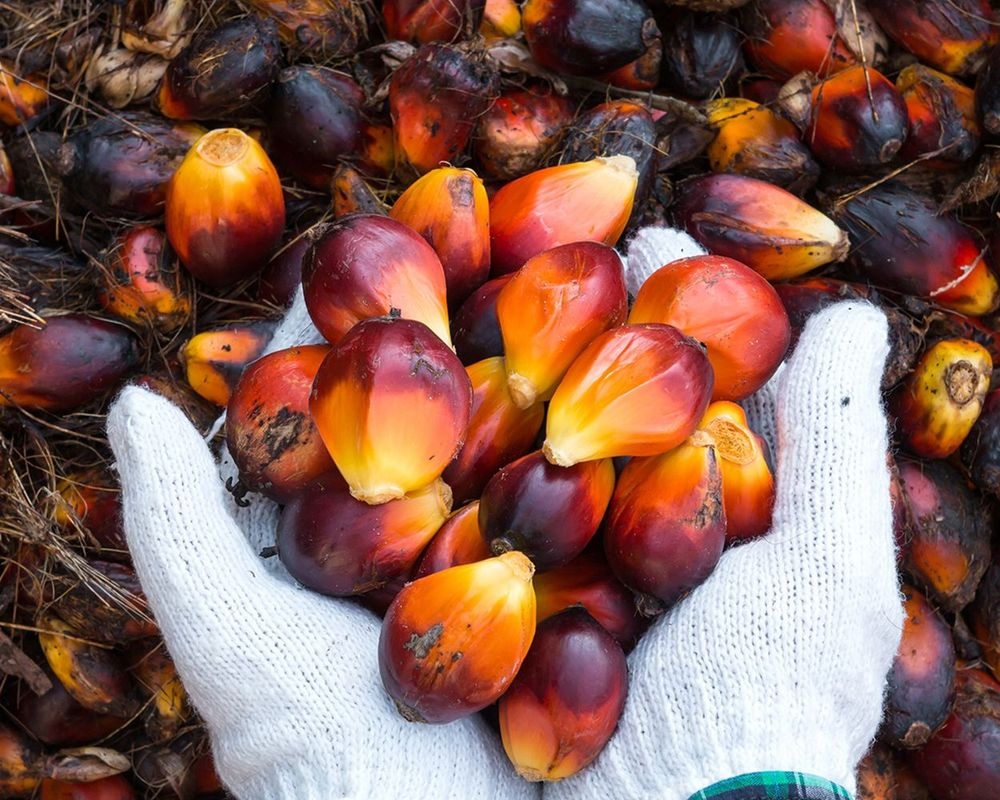 Marktrapport prijsstijging oliën en vetten houdt aan