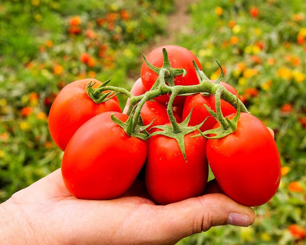 Prijzen van tomatenconcentraat kennen ongeziene hoogtes